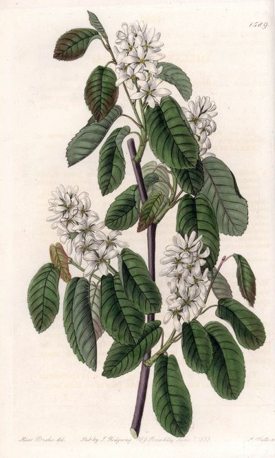Amelanchier with alder leaves or flowered aronie - Engraved by S.Watts, from an illustration by Sarah Anne Drake, from the Botanical Register of Sydenham Edwards by Sydenham Teast Edwards