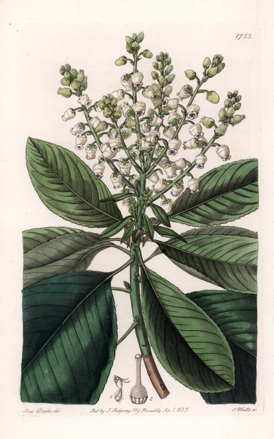 American Arbutus Tree by Sydenham Teast Edwards