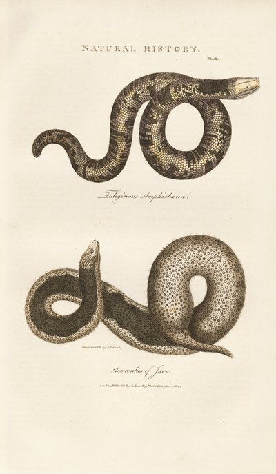 Amphisbaena and Javan Wart Snake by Sydenham Teast Edwards