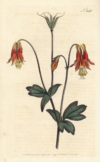 Canadian columbine. Aquilegia canadensis. by Sydenham Teast Edwards