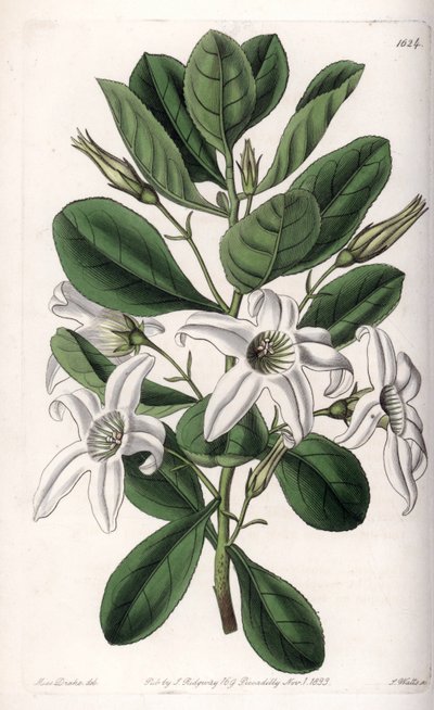 Anthocercis Variete, Native to Australia by Sydenham Teast Edwards