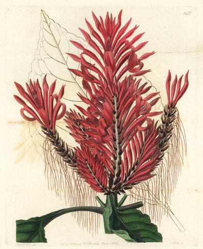 Aphelandra arborea by Sydenham Teast Edwards