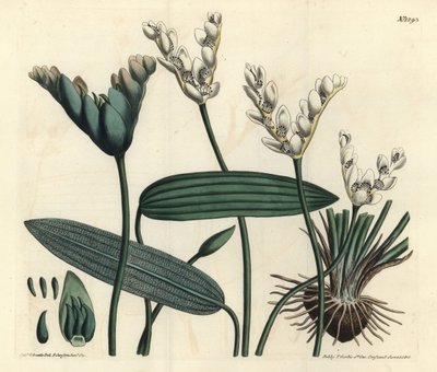 Cap-pondweed, Aponogeton distachyos by Sydenham Teast Edwards