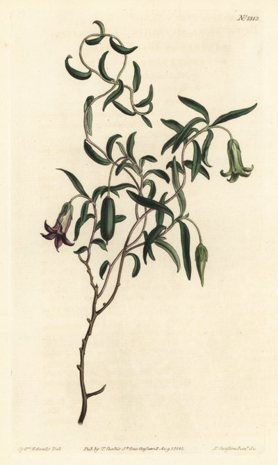 Apple Berry from William Curtis