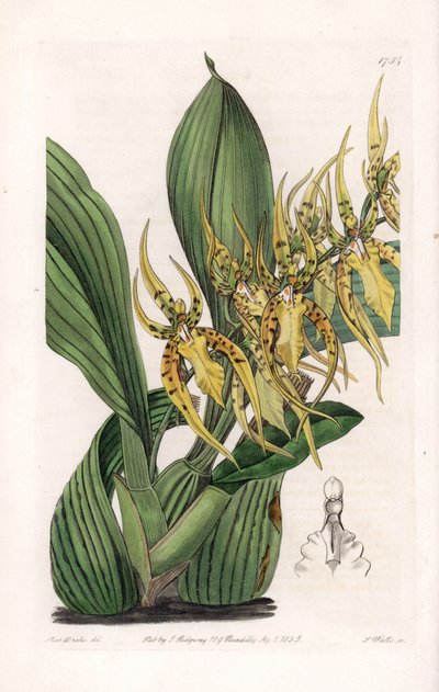 Araignee Orchid - Plate engraved by S.Watts, from an illustration by Sarah Anne Drake, from the Botanical Register of Sydenham Edwards, England by Sydenham Teast Edwards
