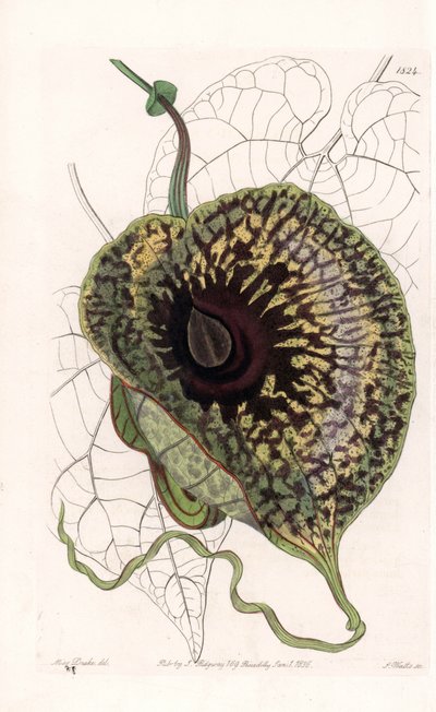 Aristoloche Variete - Plate engraved by S.Watts, from an illustration by Sarah Anne Drake, from the Botanical Register of Sydenham Edwards, England by Sydenham Teast Edwards