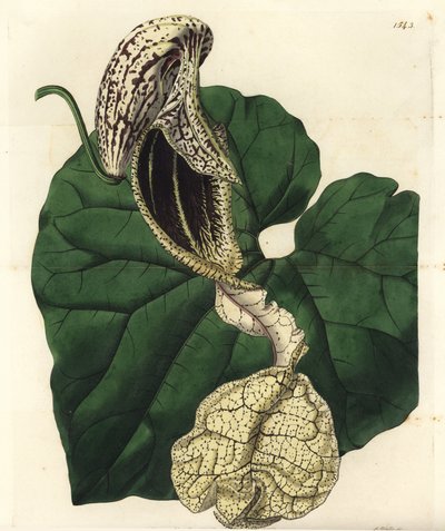 Boat-flowered Birthwort from Sydenham Edwards