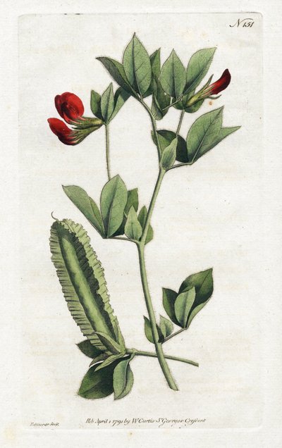 Asparagus Peas - Lithography by Sydenham Edwards, Plate from William Curtis