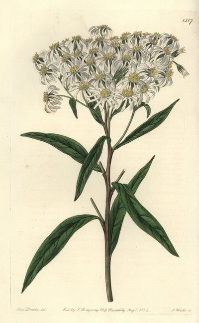 Aster Umbellata - Flat-topped Aster, Doellingeria umbellata (Almond-leaved Aster, Aster amygdalinus). Handcoloured copperplate engraving from Sydenham Edwards