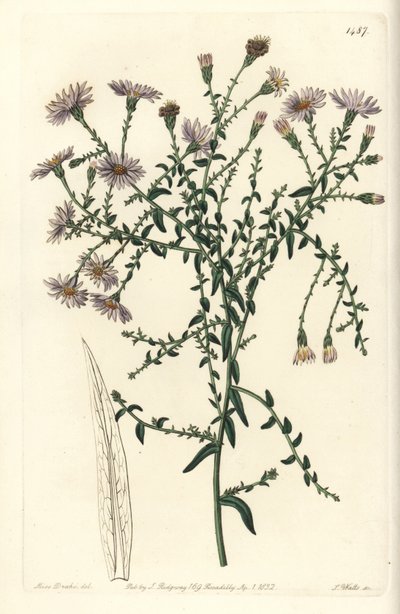 Aster Variety - New York Aster by Sydenham Teast Edwards