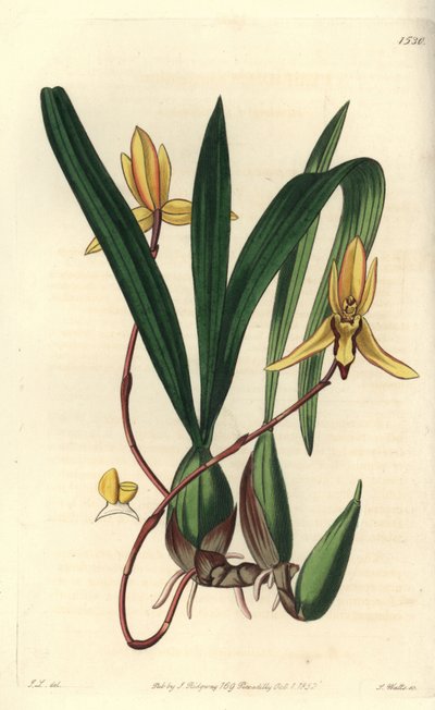 Australian epiphytic orchid variety by Sydenham Teast Edwards