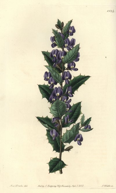 Australian Hovea Shrub by Sydenham Teast Edwards