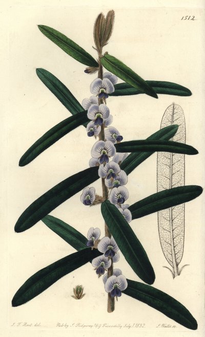 Australian Hovea Shrub Variety - Shaggy Hovea, Hovea villosa. Handcoloured copperplate engraving from Sydenham Edwards