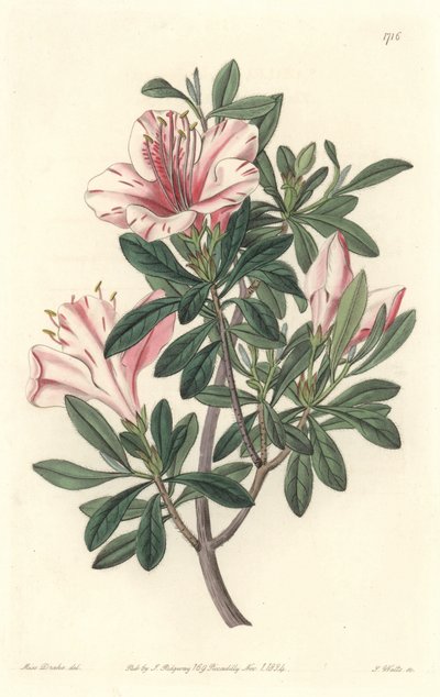 Azalea of Florists - S. Watts Strong Water from an Illustration by Sarah Anne Drake, from the Botanical Register by Sydenham Teast Edwards