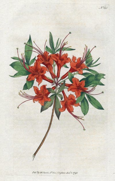 Azalea with Bare Flowers from the Botanical Magazine by William Curtis by Sydenham Teast Edwards