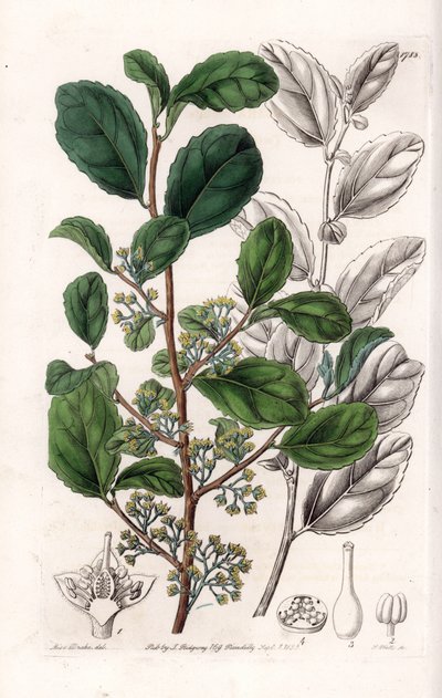 Azara Variete - Plate engraved by S. Watts, from an illustration by Sarah Anne Drake, from the Botanical Register of Sydenham Edwards, England by Sydenham Teast Edwards