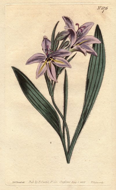 Sweet Scented Babiana with Pale Lilac Flowers. Babiana Plicata. Handcoloured Copperplate Engraving from a Botanical Illustration by Sydenham Edwards from William Curtis