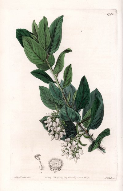 Bear Grape, originally from California by Sydenham Teast Edwards