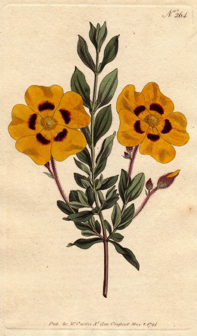 Beautiful cistus with vivid yellow flowers decorated with crimson. Cistus formosus. by Sydenham Teast Edwards