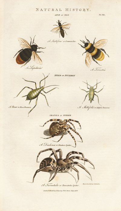 Bees, Aphids and Spiders by Sydenham Teast Edwards