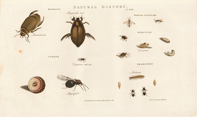 Beetle Species and Their Developmental Stages by Sydenham Teast Edwards