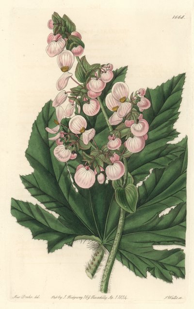 Begonia with Pale Pink Flowers by Sydenham Teast Edwards