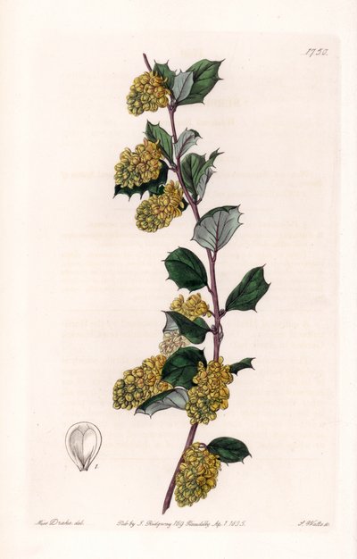 Berberis - Engraved by S. Watts, from an illustration by Sarah Anne Drake, from the Botanical Register of Sydenham Edwards by Sydenham Teast Edwards