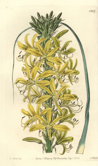 Berry Asphodele - Asphodeline lutea (Siberian yellow asphodel, Asphodelus luteus var. sibiricus). Handcoloured copperplate engraving by S. Watts after an illustration by M. Hart from Sydenham Edwards
