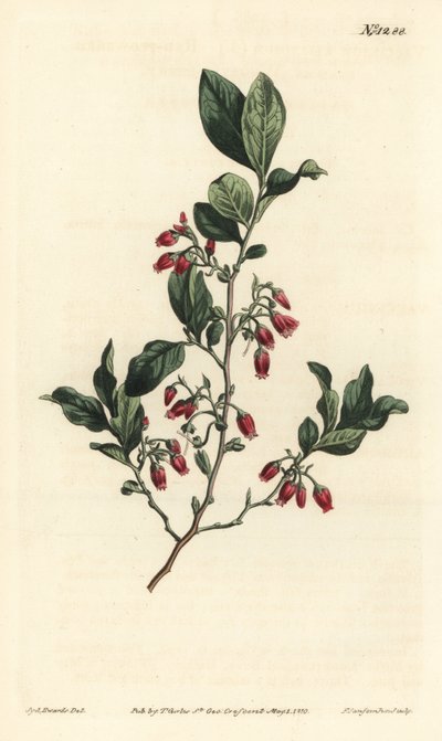Black huckleberry, Gaylussacia baccata by Sydenham Teast Edwards