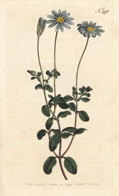 Blue daisy, Felicia amelloides (Blue-flowered cineraria or Cape aster, Cineraria amelloides) - Handcoloured copperplate engraving by Sansom after an illustration by Sydenham Edwards from William Curtis