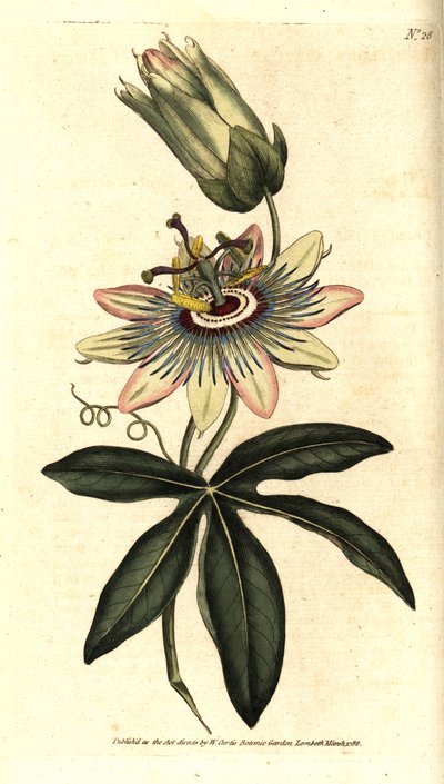 Blue Passiflora - Common passionflower, Passiflora caerulea. by Sydenham Teast Edwards