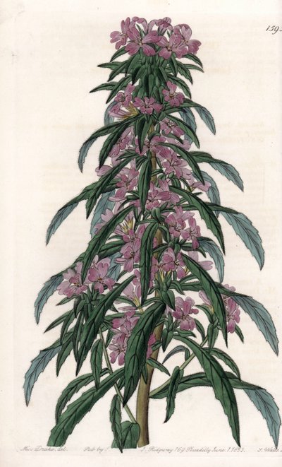 Boisduvalia Variety, Dense-flowered Epilobium. Handcoloured copperplate engraving from Sydenham Edwards