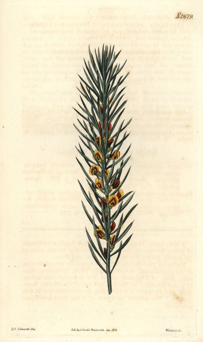 Branch with needles, of a shrub Daviesia Aicularis, native to Australia. Illustration by Sydenham Edwards, engraving by Weddell. The Curtis Botanical Magazine by Sydenham Teast Edwards