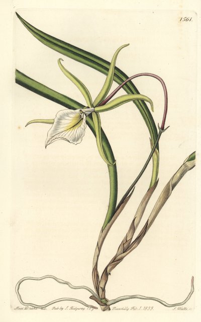 Perrin