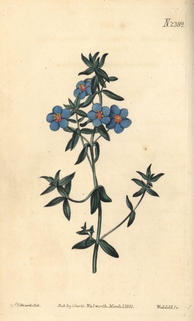 Broad-leaved pimpernel, Anagallis latifolia by Sydenham Teast Edwards