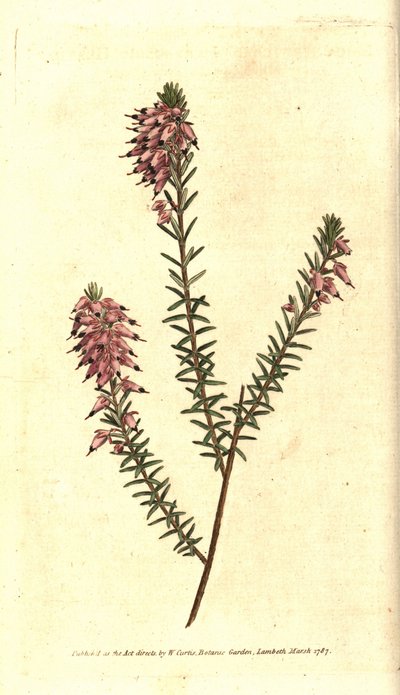 Herbaceous Heath by Sydenham Teast Edwards