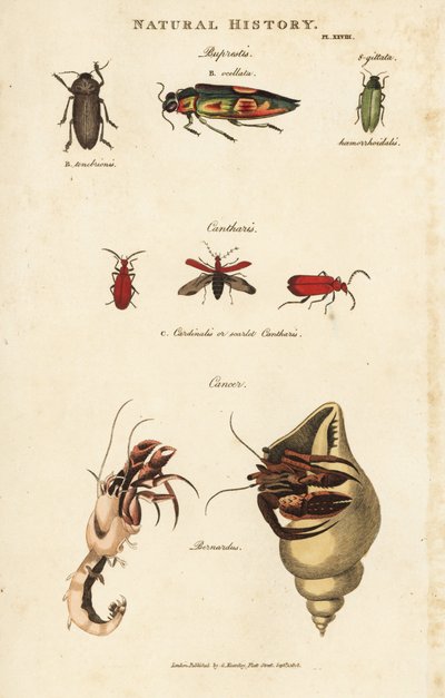 Jewel Beetles and Common Hermit Crab by Sydenham Teast Edwards