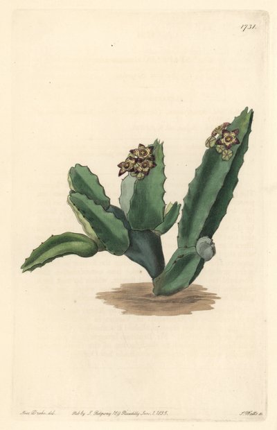 Cactus Caralluma, native of Sicily - Strong water by S. Watts from an illustration by Sarah Anne Drake, from the Botanical Register by Sydenham Teast Edwards