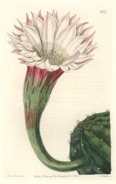 Cactus Sea Urchin or Ball of Moses, in Bloom, Native to Brazil by Sydenham Teast Edwards