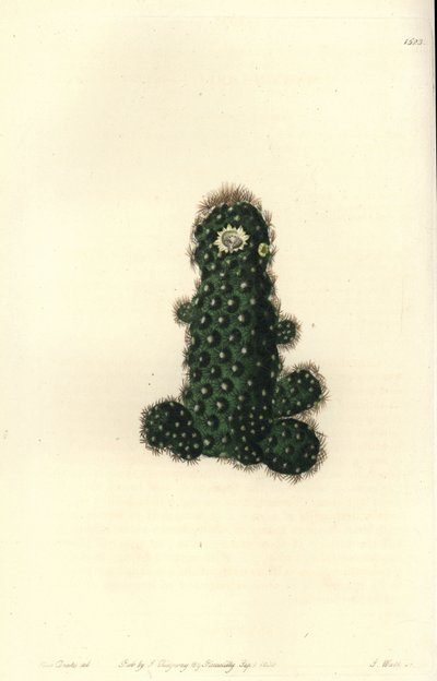 Taper Mammillaria from Sydenham Edwards