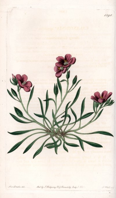 Calandrinia Variete by Sydenham Teast Edwards