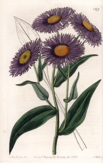 California Erigeron by Sydenham Teast Edwards