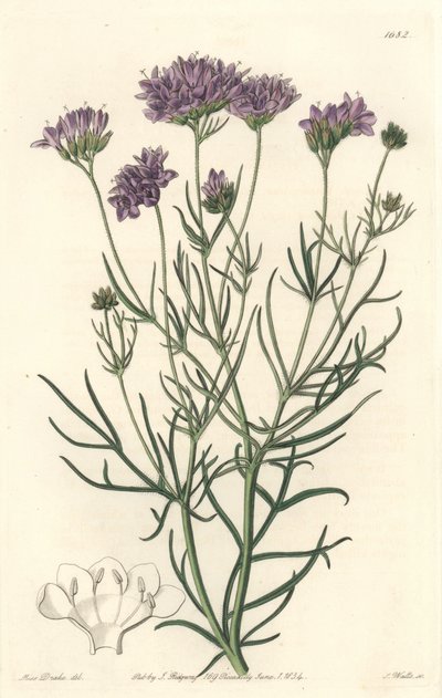 California Gilia from the Botanical Register by Sydenham Teast Edwards