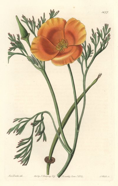 California Poppy by Sydenham Teast Edwards