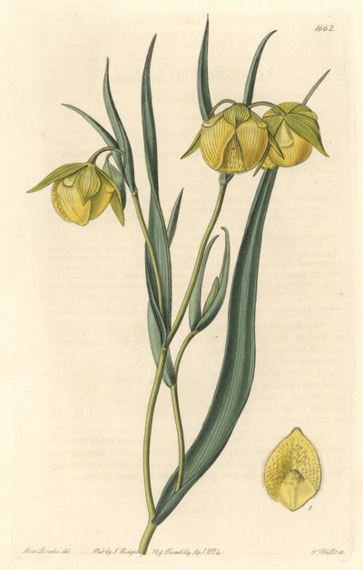 Calochorte with Yellow Flowers by Sydenham Teast Edwards