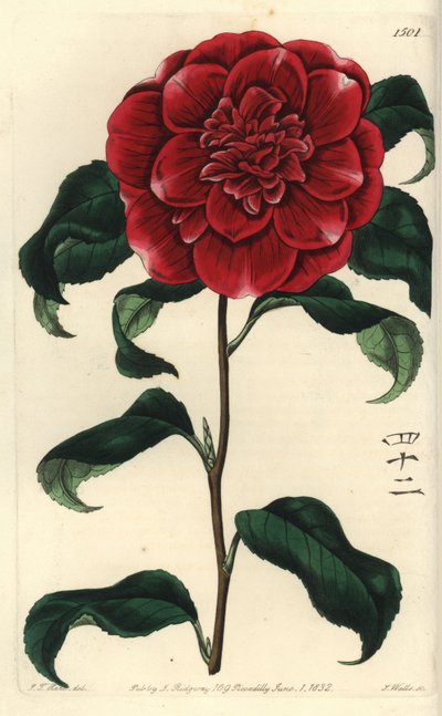 Camelia from Japan by Sydenham Teast Edwards