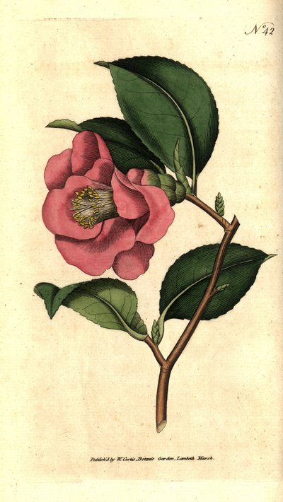 Rose Camellia by Sydenham Teast Edwards
