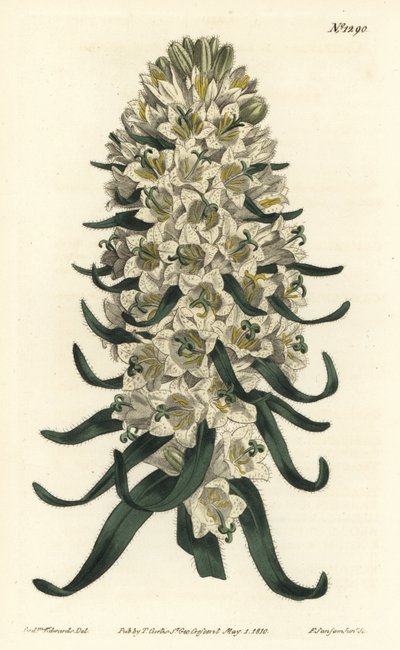 Pyrenean bellflower, Campanula speciosa (Long-spiked bellflower, Campanula thyrsoidea) by Sydenham Teast Edwards