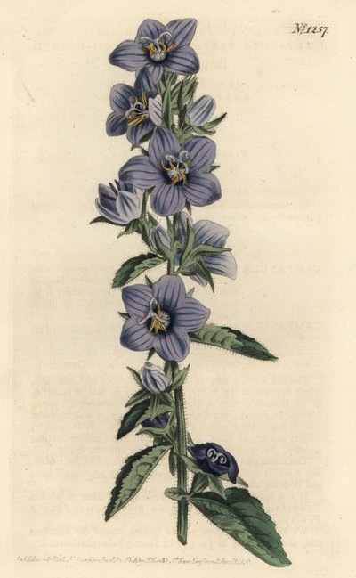 Rough-leaved Bellflower by Sydenham Teast Edwards