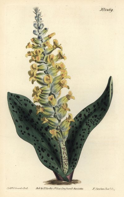 Cape Hyacinth (False Orchid) by Sydenham Teast Edwards